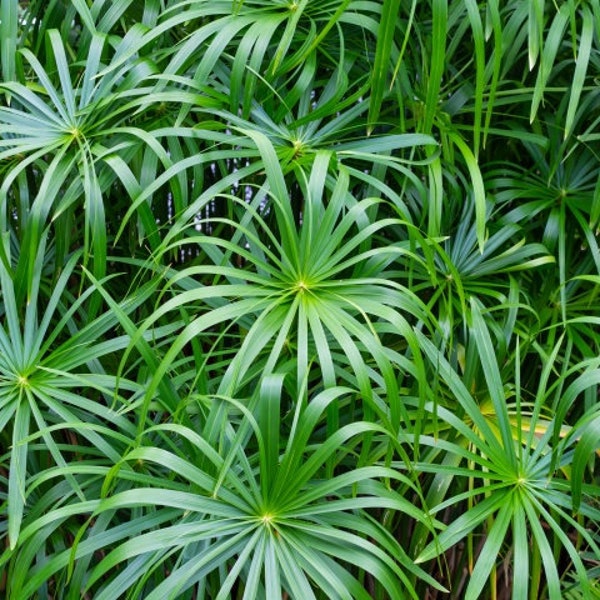BUY 2 GET 1 FREE Umbrella Palm 'Baby Tut'! (Cyperus gracilis)-Live Aquatic Marginal Starter Plant for Water Gardens, Ponds and Aquascapes