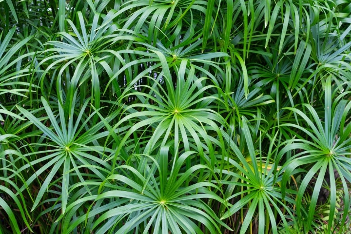 ACHETEZ-EN 2, OBTENEZ-EN 1 Palme-parapluie « Baby Tut » GRATUITE ! (Cyperus gracilis) - Plante aquatique marginale vivante pour jardins aquatiques, étangs et paysages aquatiques