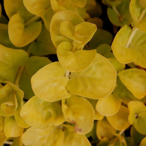 BUY 2 GET 1 FREE Golden Lloydiella-Golden Creeping Jenny (Lysimachia nummularia 'Aurea')-Easy Live Aquarium Pond Aquatic Plant