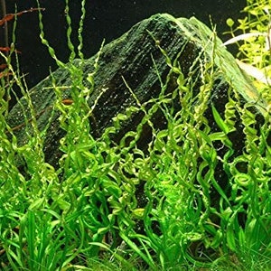 BUY 2 GET 1 FREE Corkscrew Sword Echinodorus VesuviusEasy Live Aquarium Pond Aquatic Plant image 6