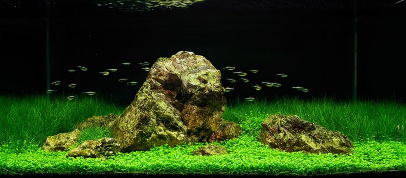 Florida Aquascaping Dwarf Hairgrass - Thumbnail 2
