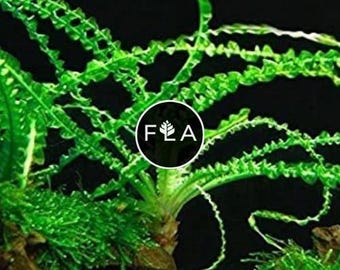 BUY 2 GET 1 FREE Crinum Calamistratum!-Easy Live Aquarium Pond Aquatic Plant