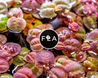 BUY 2 GET 1 FREE Red Root Floater (Phyllanthus Fluitans)-Easy Live Aquarium Pond Aquatic Plant