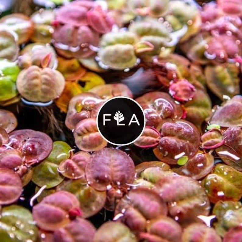 May include: Close-up of aquatic plants with rounded, reddish-purple leaves and green accents floating on water. The image features a variety of shapes and colors, with a circular logo in the center that reads "F&A".