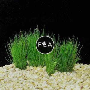 BUY 2 GET 1 FREE Dwarf Hairgrass (Eleocharis Parvula)-Easy Live Aquarium Pond Aquatic Plant