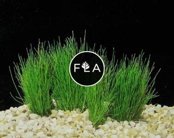 BUY 2 GET 1 FREE Dwarf Hairgrass (Eleocharis Parvula)-Easy Live Aquarium Pond Aquatic Plant