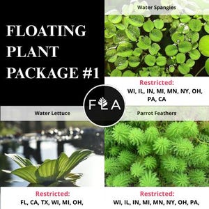 3 Floating Plants-Pack of 3 Species-Easy Live Aquarium Pond Aquatic Plant