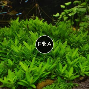 BUY 2 GET 1 FREE Staurogyne Repens-Easy Live Aquarium Pond Aquatic Plant
