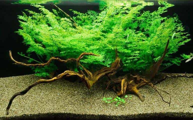 This plant thrives in a wide range of water conditions, making it versatile for different aquarium setups. Whether planted in the substrate or left to float Water Sprite provides excellent cover and helps create a natural habitat for fish and shrimp.