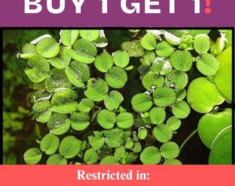 BUY 2 GET 1 FREE* Salvinia Molesta – 20+ Live Floating Plants For Aquarium Or Pond | Beginner Friendly
