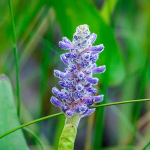 Może przedstawiać: Zbliżenie na fioletowy kwiat o puszystej fakturze, rosnący na polu zielonej trawy.