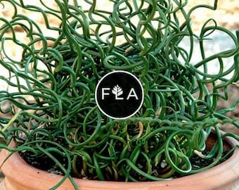 Juncus Filiformis Spiralis (corkscrew Rush) 40 Ornamental Grass Seeds - Etsy