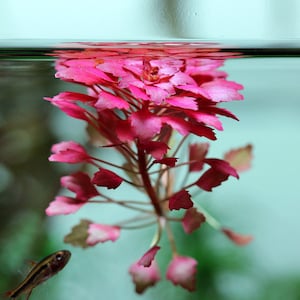 BUY 2 GET 1 FREE Mosaic Plant Ludwigia SedioidesEasy Live Aquarium Pond Aquatic Plant image 9