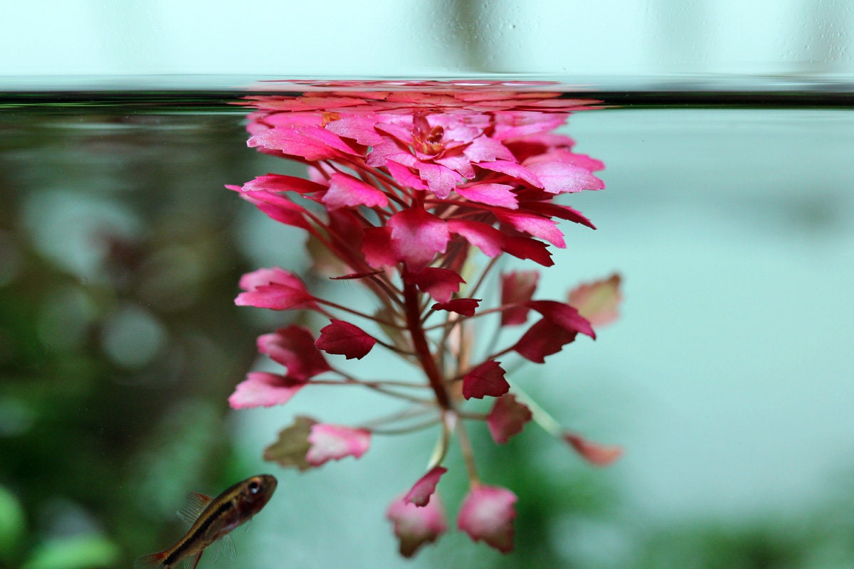 Floating Plants — Aquatic Plants — Florida Aquascaping