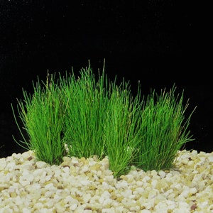 BUY 2 GET 1 FREE Dwarf Hairgrass (Eleocharis Parvula)-Easy Live Aquarium Pond Aquatic Plant