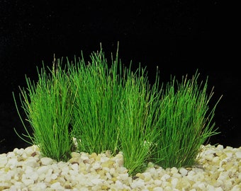 BUY 2 GET 1 FREE Dwarf Hairgrass (Eleocharis Parvula)-Easy Live Aquarium Pond Aquatic Plant