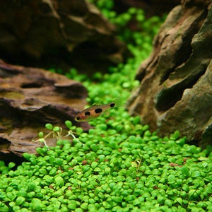 BUY 2 GET 1 FREE Glosso (Glossostigma elatinoides)-Easy Live Aquarium Pond Aquatic Plant