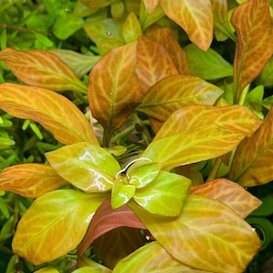 BUY 2 GET 1 FREE Ludwigia Ovalis-Easy Live Aquarium Pond Aquatic Plant