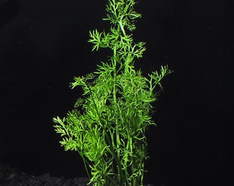 BUY 2 GET 1 FREE Water Sprite (Water Fern, Indian Fern)-Easy Live Aquarium Pond Aquatic Plant