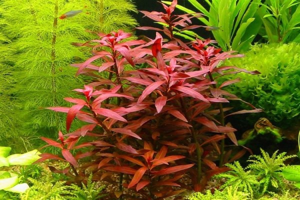 ludwigia peruensis red