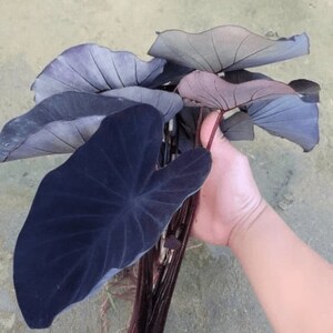 This plant requires protection from frost and cold weather. In cooler climates, it can be grown as an annual or brought indoors during the winter months. Alternatively, the tubers can be dug up and stored until spring.