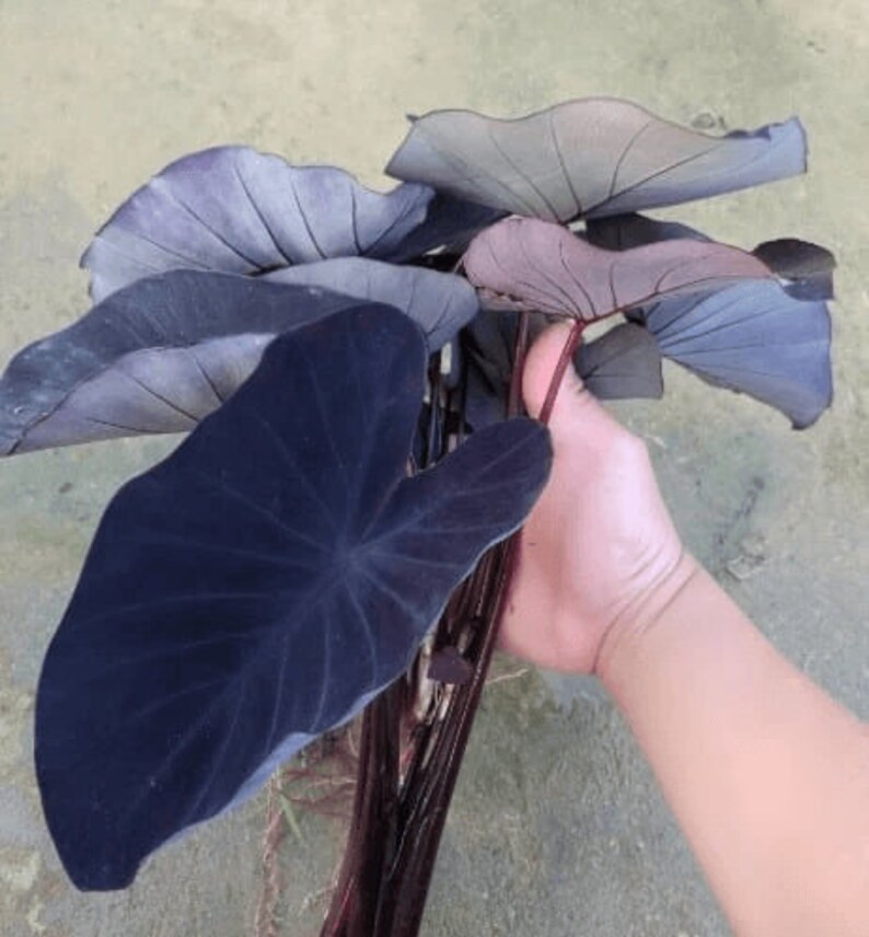 This plant requires protection from frost and cold weather. In cooler climates, it can be grown as an annual or brought indoors during the winter months. Alternatively, the tubers can be dug up and stored until spring.