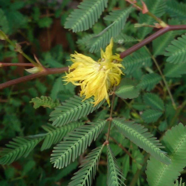 May include: A yellow flower with delicate petals blooms on a green leafy stem. The plant has fern-like leaves.