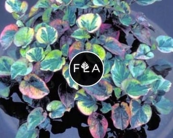 BUY 2 GET 1 FREE Chameleon Plant! (Houttuynia Cordata Variegata)-Live Aquatic Marginal Starter Plant for Water Gardens, Ponds and Aquascapes