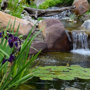 Iris 'Black Gamecock' (Louisiana Iris) is ideal for creating focal points in water gardens and pond edges. Its dark, dramatic blooms stand out against the greenery, adding depth and visual interest to your aquatic landscape.
