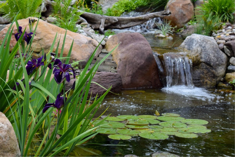 Iris 'Black Gamecock' (Louisiana Iris) is ideal for creating focal points in water gardens and pond edges. Its dark, dramatic blooms stand out against the greenery, adding depth and visual interest to your aquatic landscape.