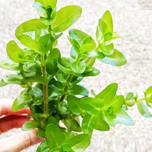 BUY 2 GET 1 FREE Bacopa Caroliniana Lemon BacopaEasy Live Aquarium Pond Aquatic Plant image 4