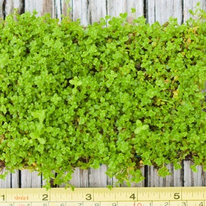 BUY 2 GET 1 FREE Plants on Mats Monte Carlo Micranthemum Tweediei on Weighted Mat-Easy Live Aquarium Pond Aquatic Plant image 1