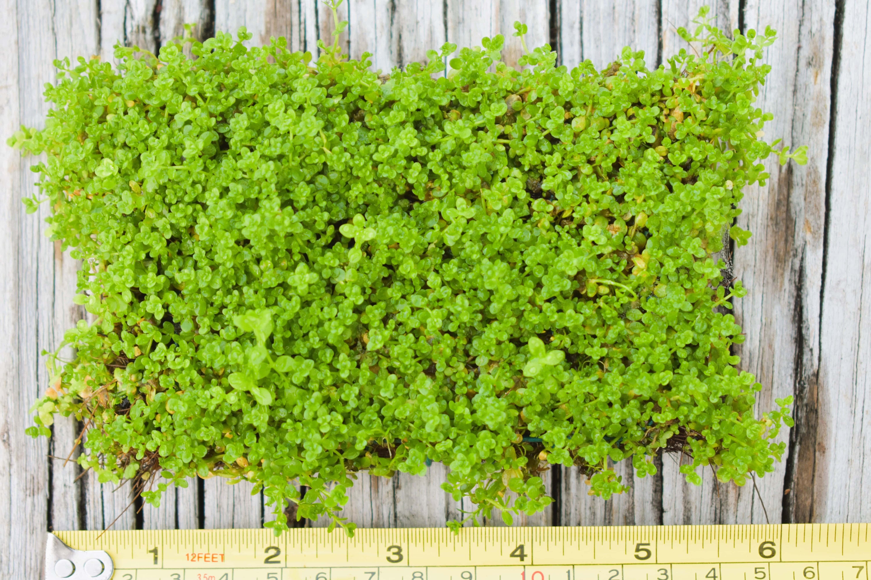 Best Shiyi Th Gardening Plant Repotting Mat Flower Pot Waterproof Pad