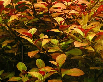 BUY 2 GET 1 FREE Ludwigia Repens-Easy Live Aquarium Pond Aquatic Plant