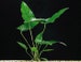 BUY 2 GET 1 FREE Anubias Hastifolia - Easy Live Aquarium Aquatic Potted Plant 