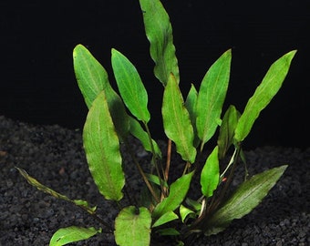 BUY 2 GET 1 FREE Cryptocoryne Wendtii 'Green'-Easy Live Aquarium Pond Aquatic Plant