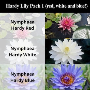 BUY 2 GET 1 FREE Nymphaea Hardy Red, Hardy White, Hardy Blue ( Hardy Lily Pack 1 ) - Easy Live Aquarium Pond Aquatic Plant