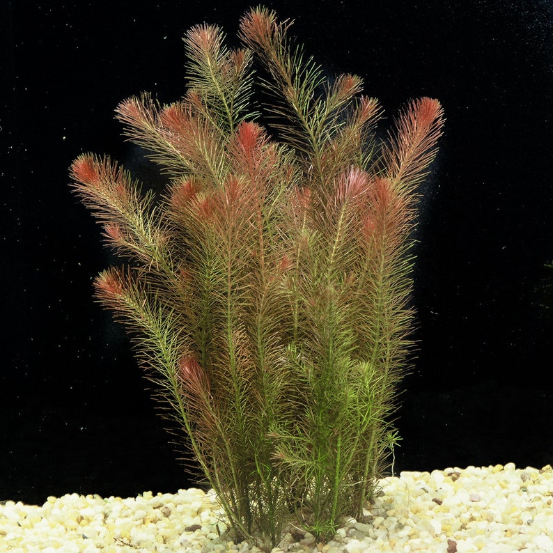 BUY 2 GET 1 FREE Rotala Wallichii Whorly RotalaEasy Live Aquarium Pond Aquatic Plant image 6