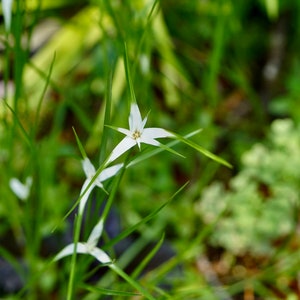 BUY 2 GET 1 FREE White Star Grass (White Star Sedge-D. colorata)-Live Aquatic Marginal Starter Plant for Water Gardens, Ponds and Aquascapes