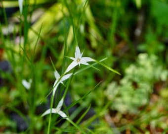 BUY 2 GET 1 FREE White Star Grass (White Star Sedge-D. colorata)-Live Aquatic Marginal Starter Plant for Water Gardens, Ponds and Aquascapes