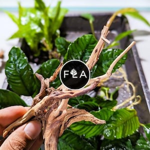 NANO Spiderwood! (4-6 inches) - For Aquarium/Terrarium/Reptile/Plant Succulent Cacti Substrate Habitat Decor