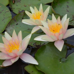 BUY 2 GET 1 FREE Nymphaea &#39;Sioux&#39; Water Lily (Full Grown Plant or Bulb!) Easy Live Aquatic Pond Plant