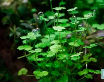 BUY 2 GET 1 FREE Hydrocotyle Tripartita sp. Japan-Easy Live Aquarium Pond Aquatic Plant