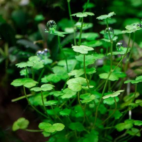 BUY 2 GET 1 FREE Hydrocotyle Tripartita sp. Japan-Easy Live Aquarium Pond Aquatic Plant