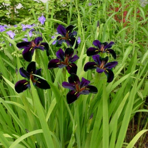 This plant, Iris 'Black Gamecock,' is relatively low-maintenance and easy to care for. It thrives with minimal attention, making it a great option for gardeners looking for a striking, yet easy-to-manage aquatic addition.