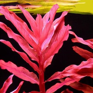 BUY 2 GET 1 FREE Ammania Gracilis-Easy Live Aquarium Pond Aquatic Plant