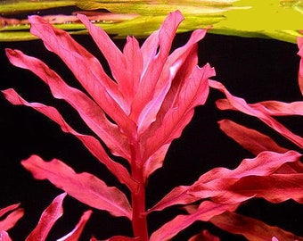 BUY 2 GET 1 FREE Ammania Gracilis-Easy Live Aquarium Pond Aquatic Plant