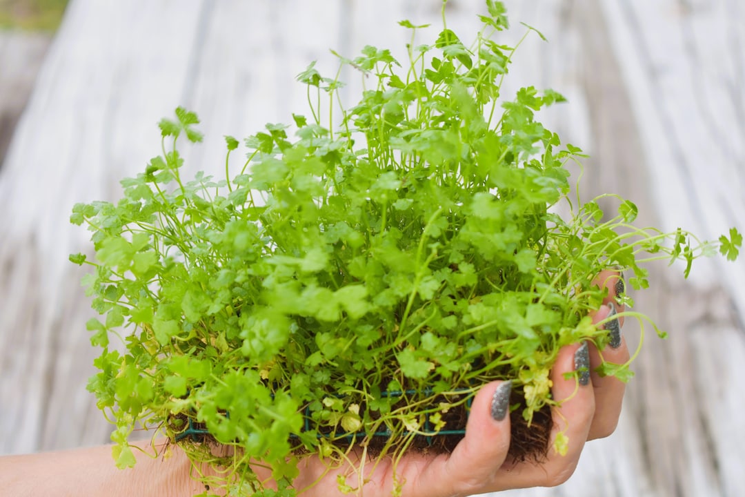 Plants on Mats Hydrocotyle Tripartita Sp. Japan on Weighted Mateasy Live Aquarium Pond Aquatic
