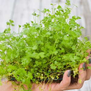 BUY 2 GET 1 FREE Plants on Mats! Hydrocotyle Tripartita sp. Japan on Weighted Mat-Easy Live Aquarium Pond Aquatic Plant