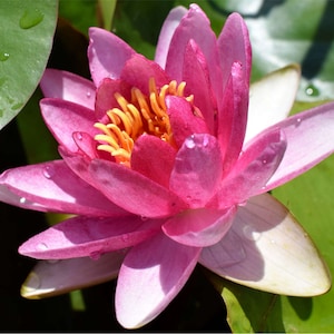 BUY 2 GET 1 FREE Nymphaea &#39;Attraction&quot; Water Lily (Full Grown Plant!) Live Aquatic Pond Plant